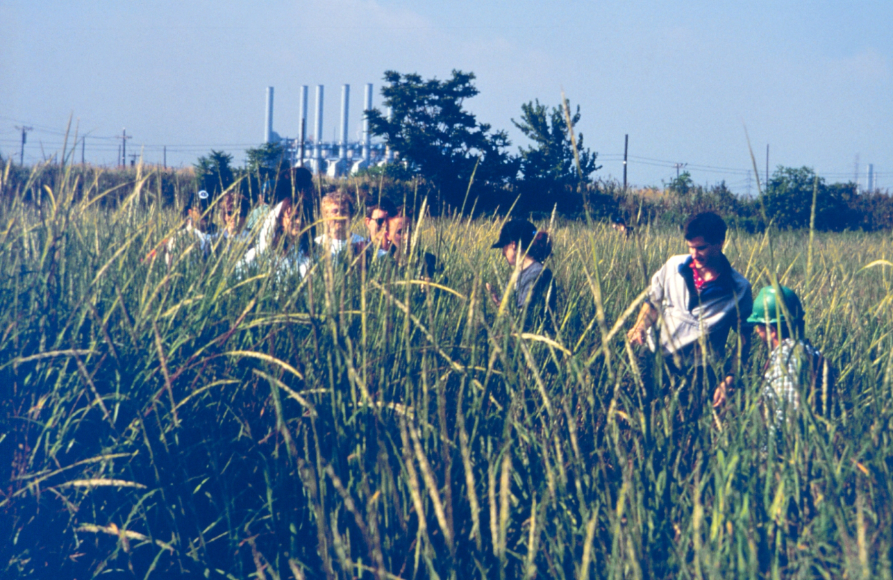 Volunteers seeing the fruits of their earlier efforts in planting marsh grass