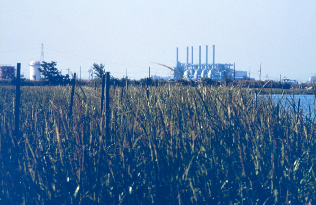 Newly planted marsh grass thriving in this highly industrialized area