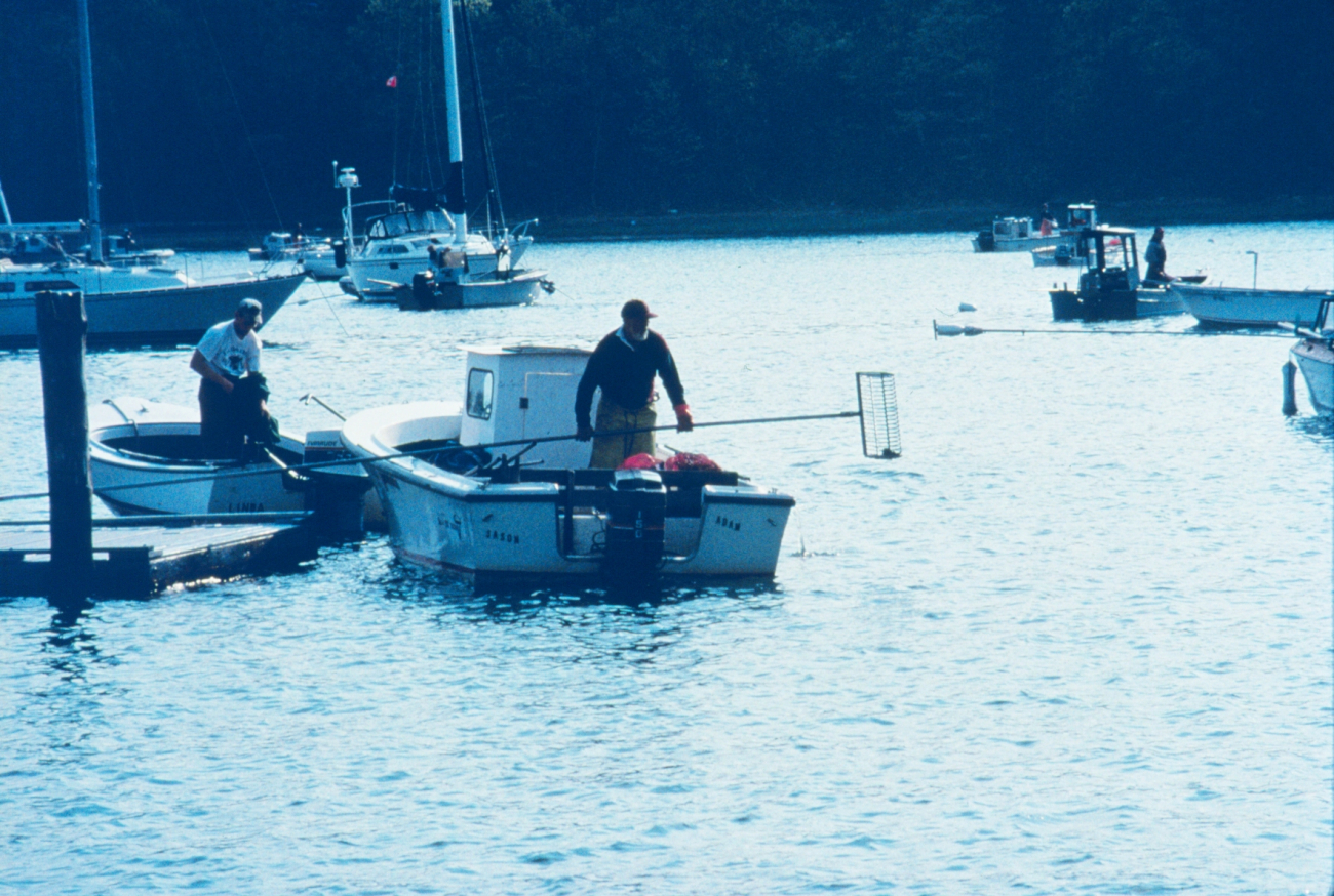 A local fisherman uses a bullrake to harvest quahogs from Greenwich Bay to betransferred to the spawner sanctuaries