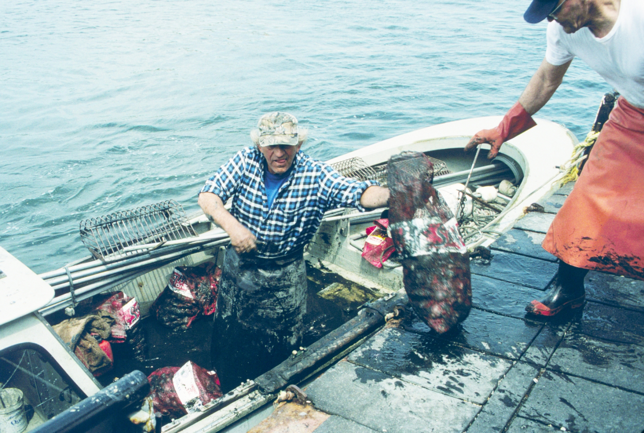 Another shellfishermen unloads his catch at the dock where volunteers weigh thehard shell clams to determine payment for the fishermen and to determinetotal weight of the transfers to the spawner sanctuaries