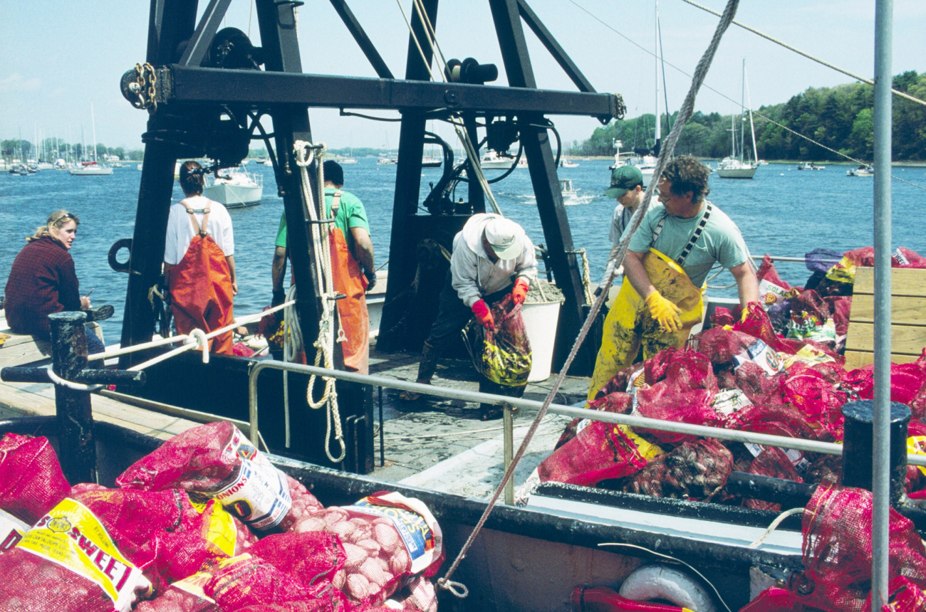 Volunteers who participated in the harvest and transfer day load full bags ofquahogs into waiting vessels where the hard-shell clams will be transferred tothe sanctuaries