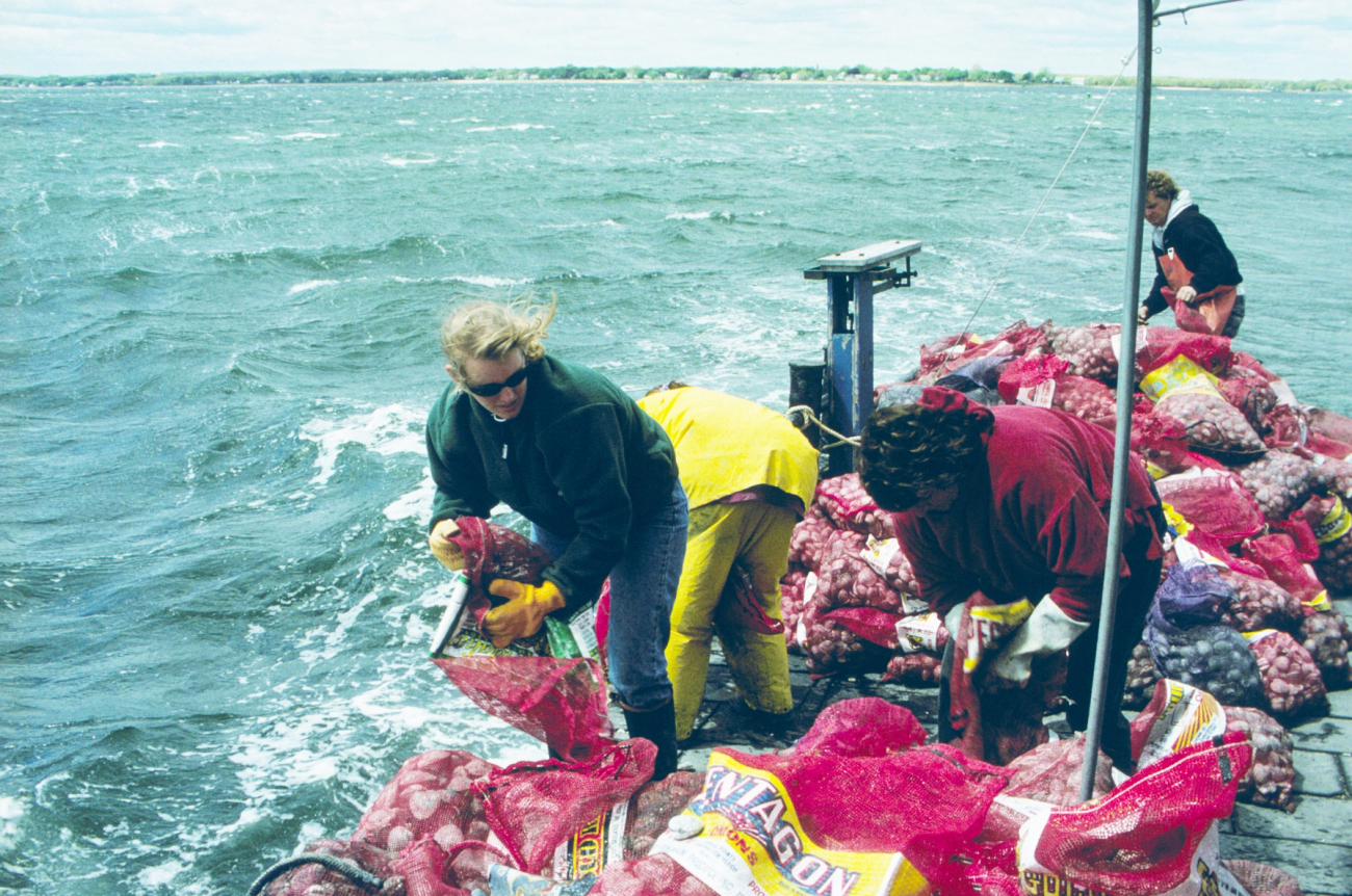 A DEM worker unloads quahogs into the rough waters, in early spring, outsideGreenwich Bay