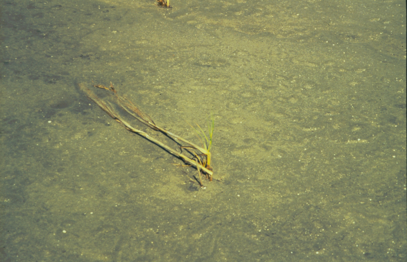 New Spartina alterniflora shoots out of a newly planted plug
