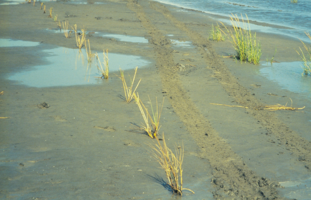 A row of newly planted Spartina alterniflora at the restoration site