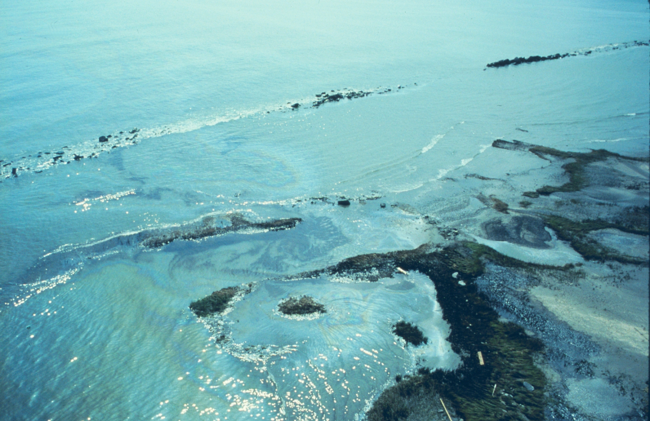 During the spill at the well blow out site, oil on the Gulf side of EastTimbalier Island
