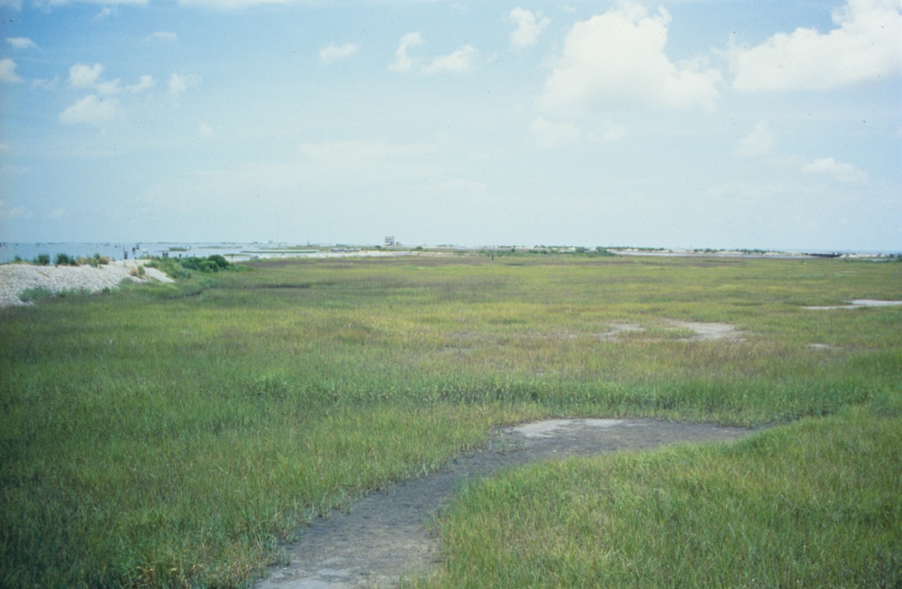 Spartina alterniflora planted at the restoration site is in its fourth growingseason