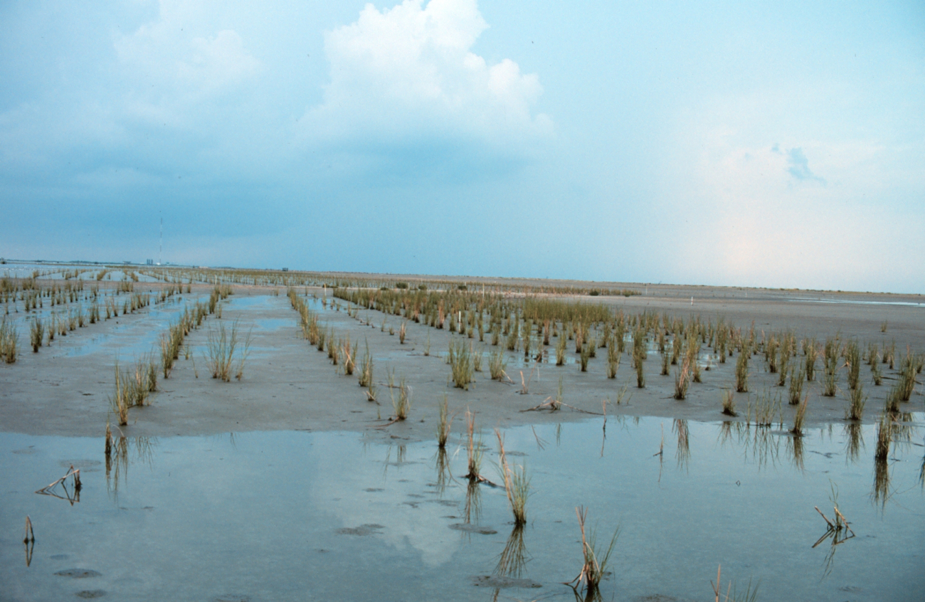 Newly planted smooth cordgrass, Spartina alterniflora, is inundated bythe incoming tide