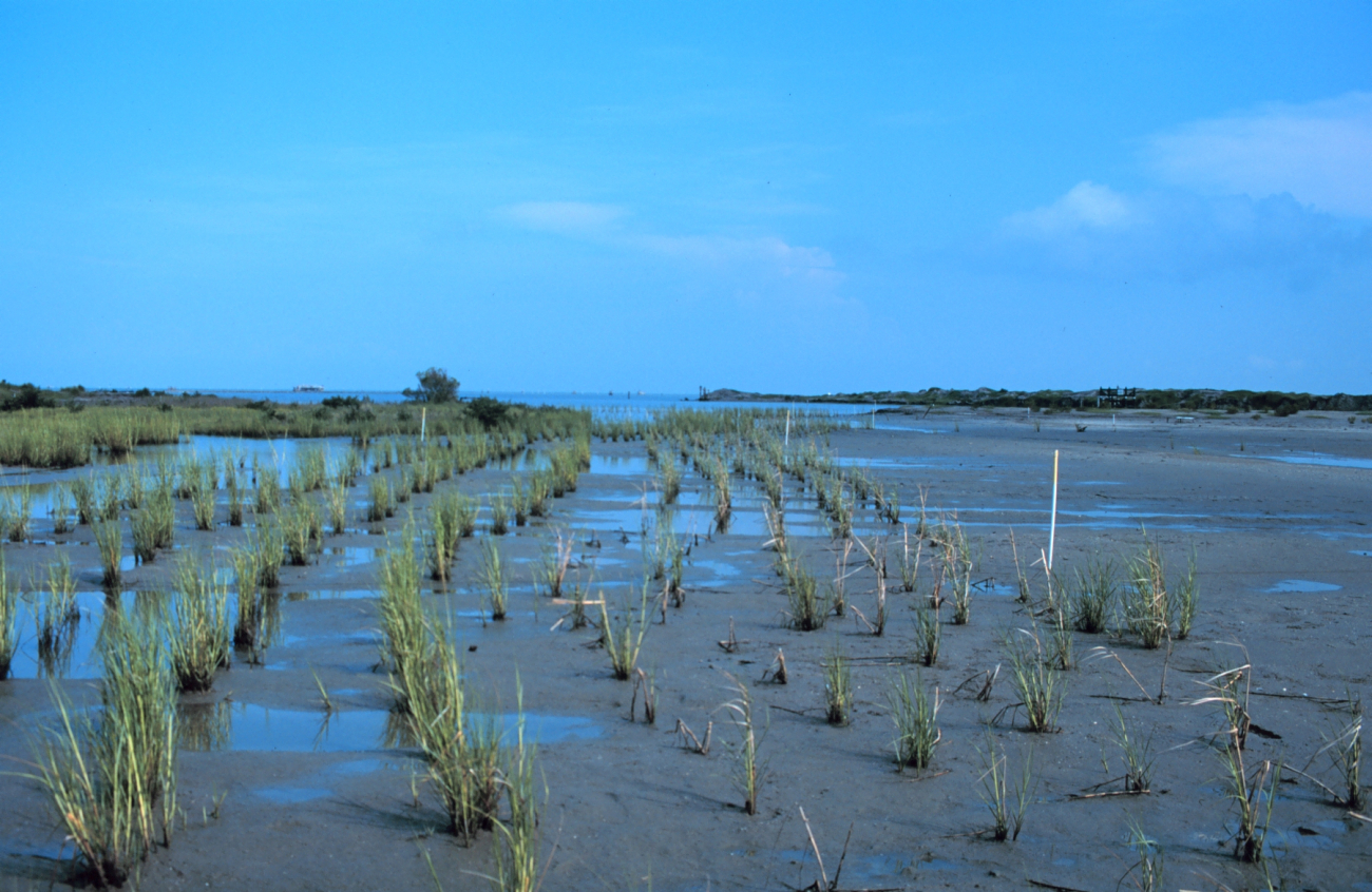 Smooth cordgrass, Spartina alterniflora, a salt marsh plant native to the areais planted in rows to encourage rapid colonization of the restoration areaand to prevent erosion of the newly created marsh platform