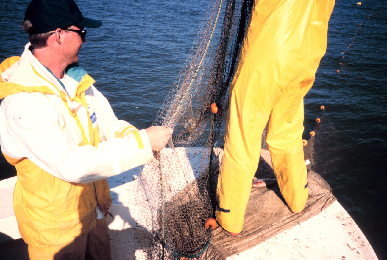 Chris Doley of the NOAA Restoration Center fishing gillnets to collect largerfish that inhabit near-shore shallow water habitats