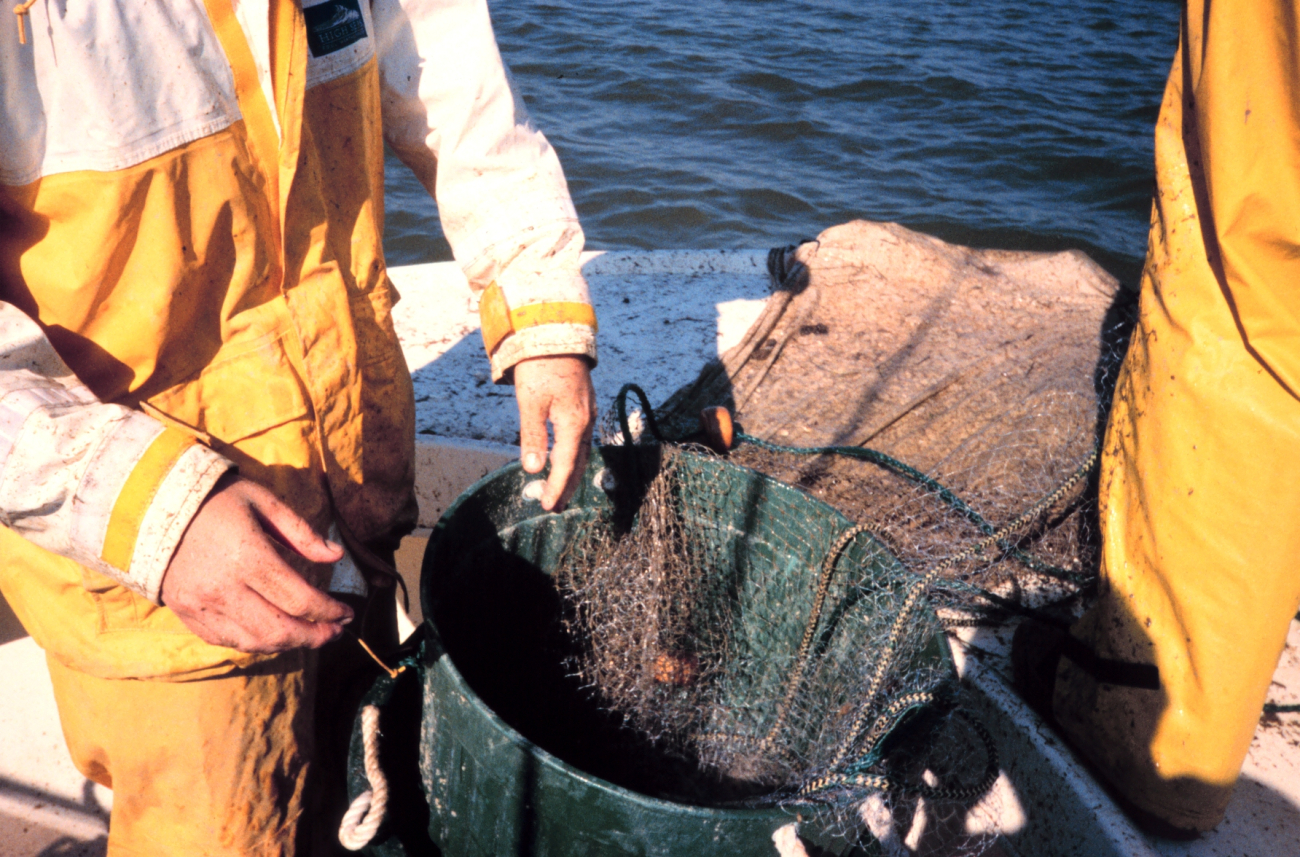 The gillnet catch being hauled in
