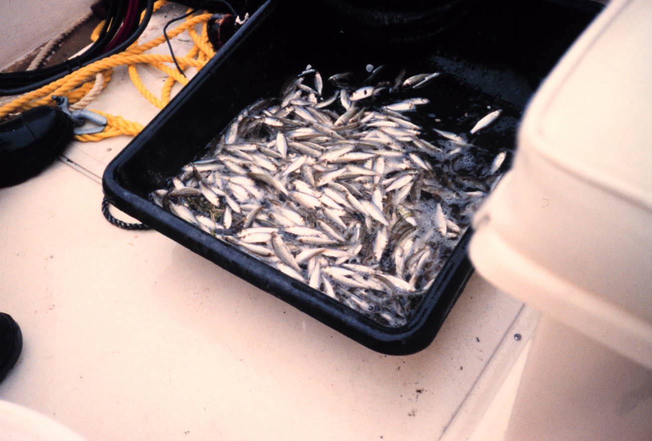 A tray full of juvenile rockfish after the net is emptied into the tote forsampling