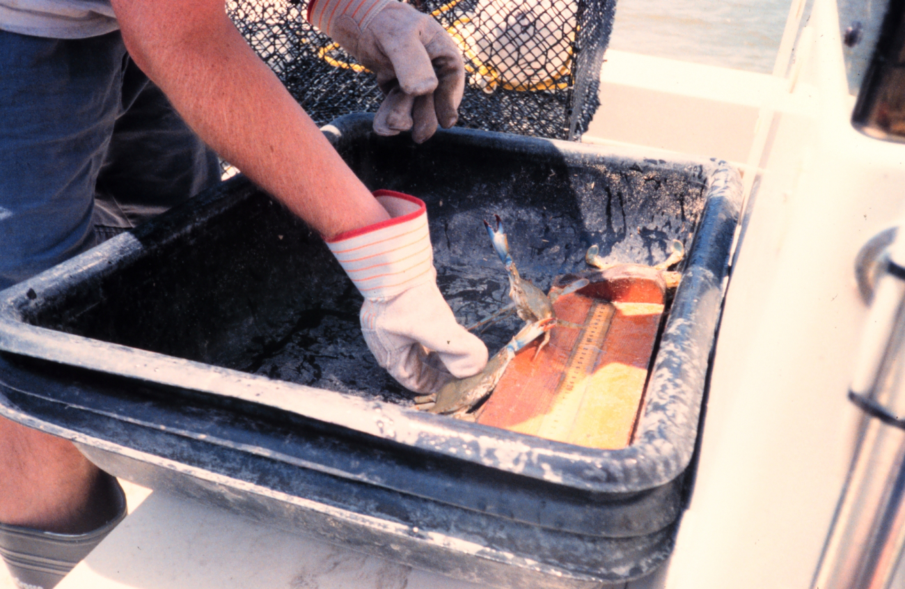 A scientist measures the number and size of blue crabs taken during the crab-pot collection phase of the sampling process for the project