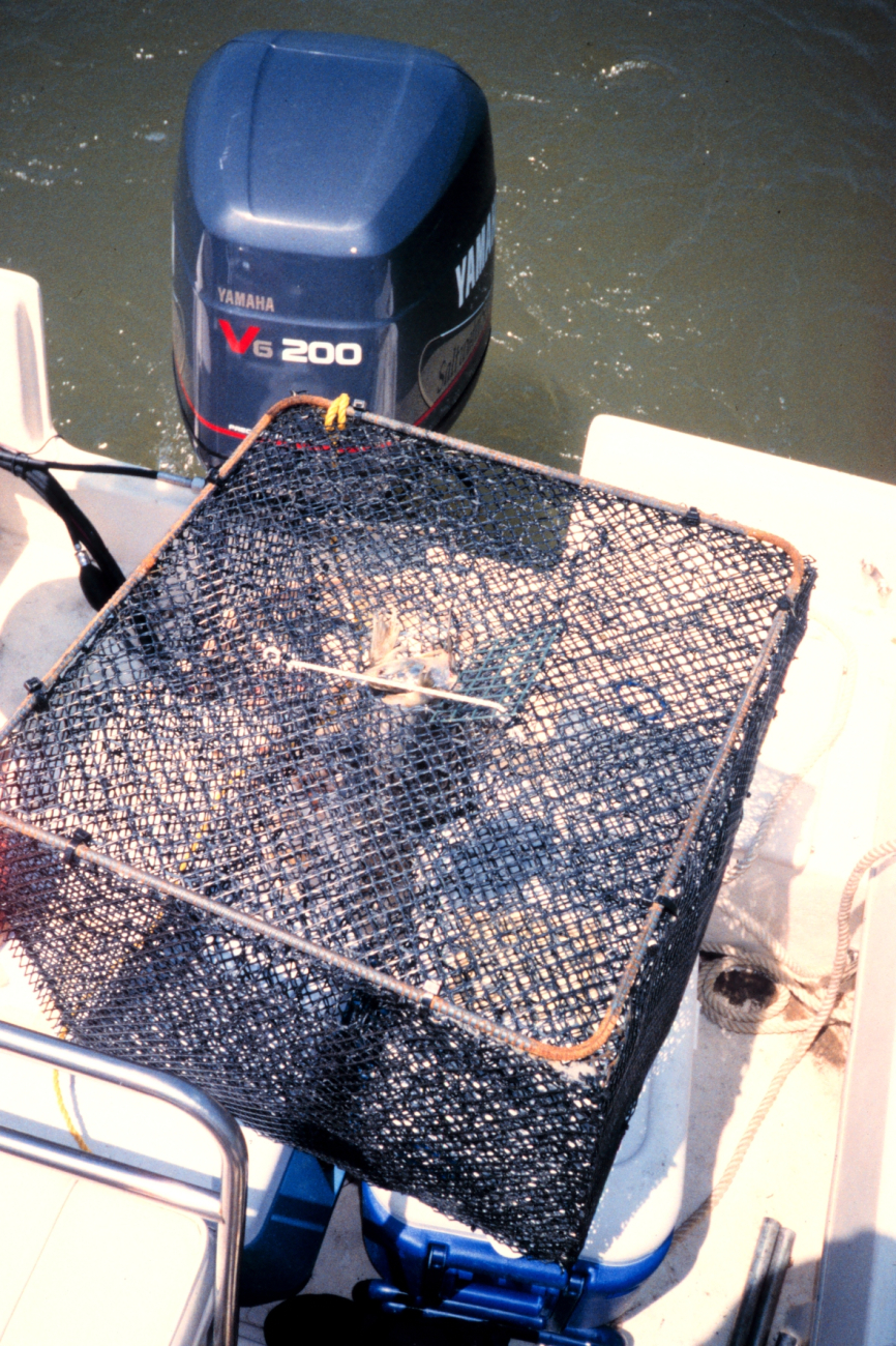 The bottom of the crab pot bait well is filled with menhaden