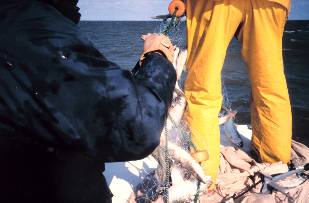 retrieving gillnets from the sampling area