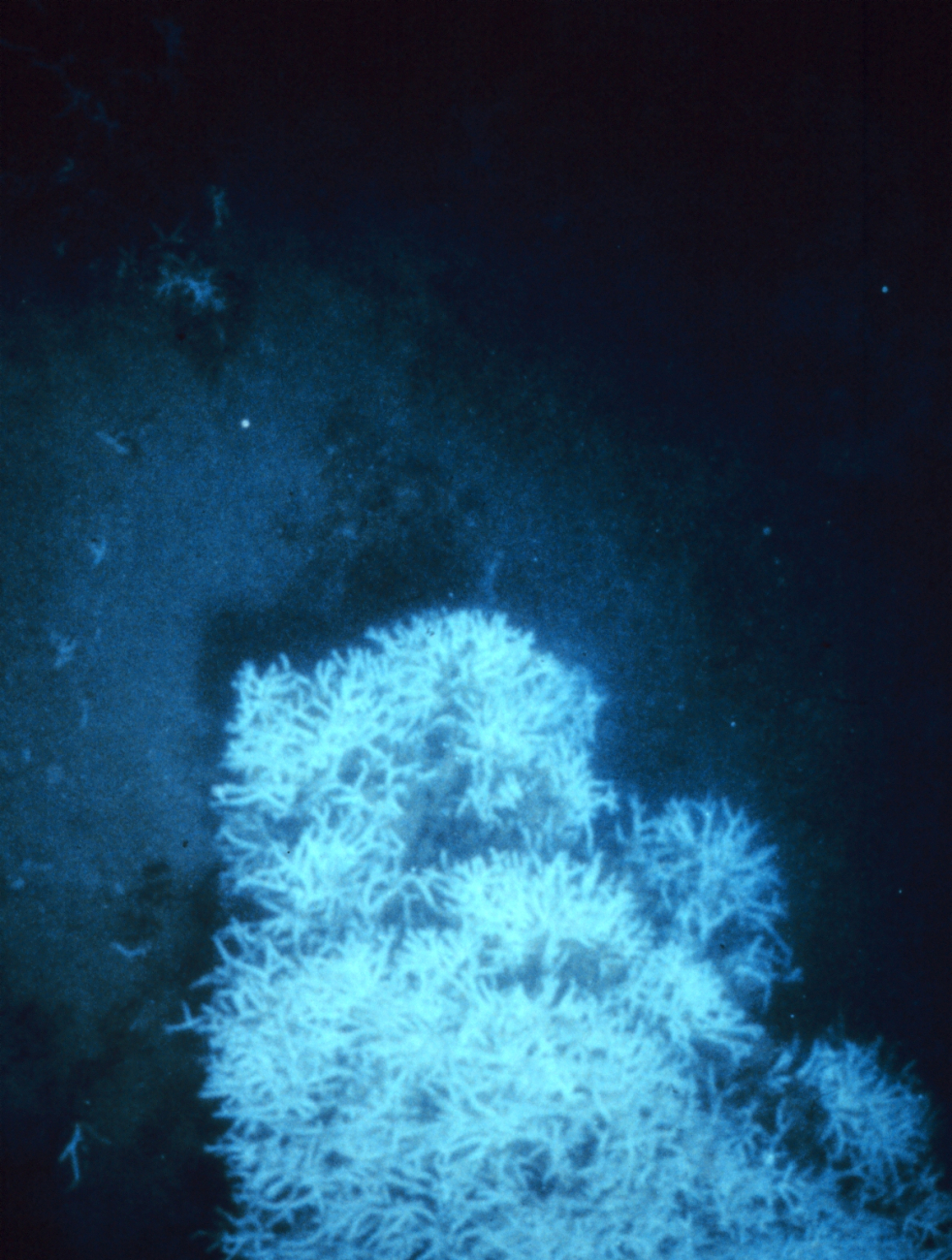 Live Oculina variosa coral