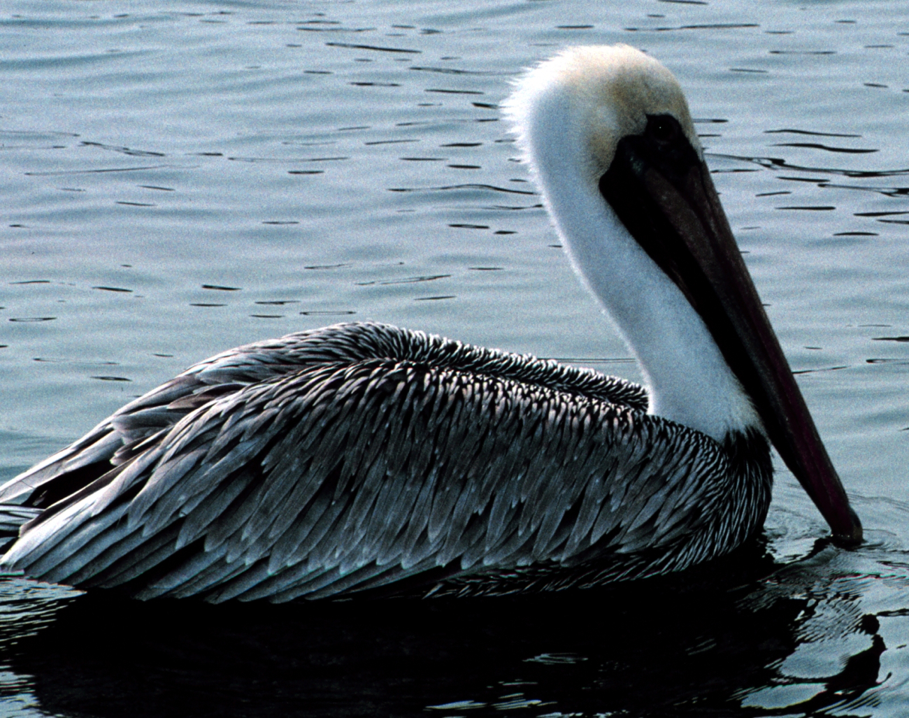 A single Brown Pelican rests on the water in Tampa Bay