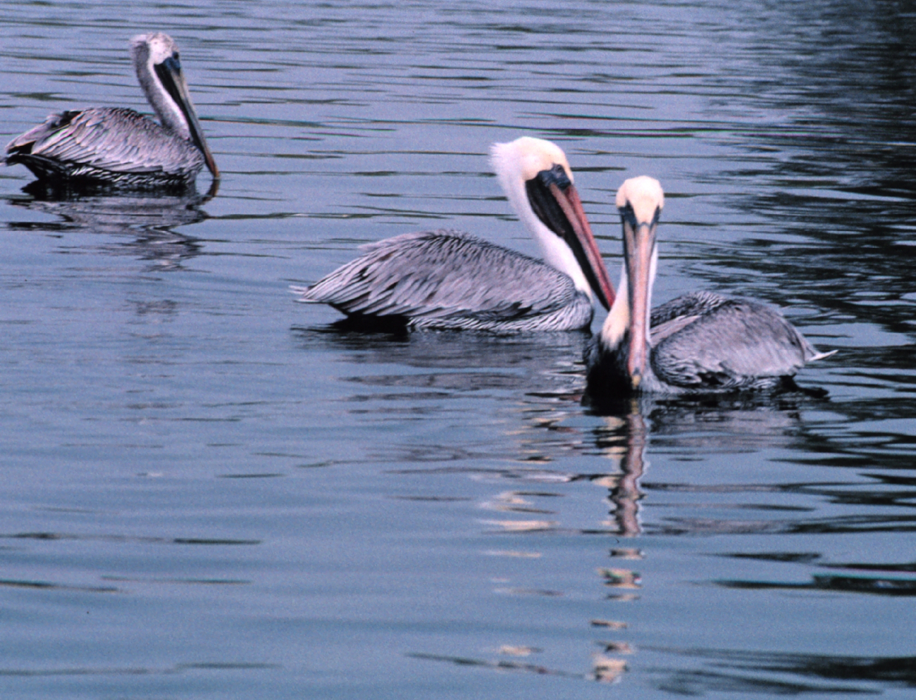 Three Brown Pelicans rest at the entrance to Maximo Park