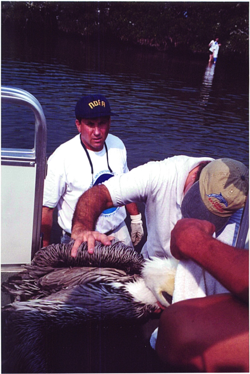 Scott Gudes of NOAA passes an injured pelican onto a waiting boat that willtake the bird to a rehabilitation center