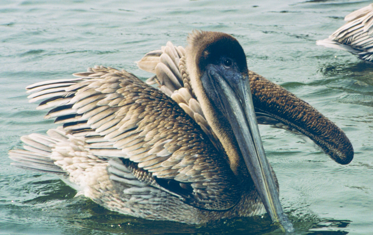 A brown pelican preens in the water
