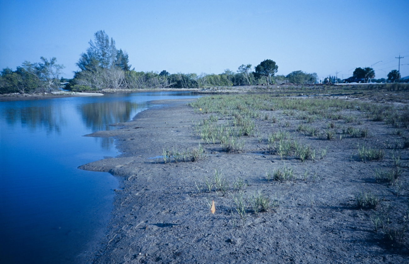 A brackish water site before the planting at Palmetto Estuary