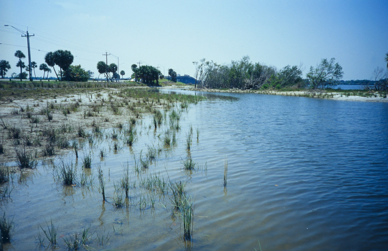 After planting, smooth cordgrass, Spartina alterniflora at high tide