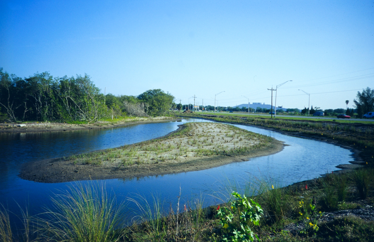 This image shows the Spartina alterniflora plants in the center of the island