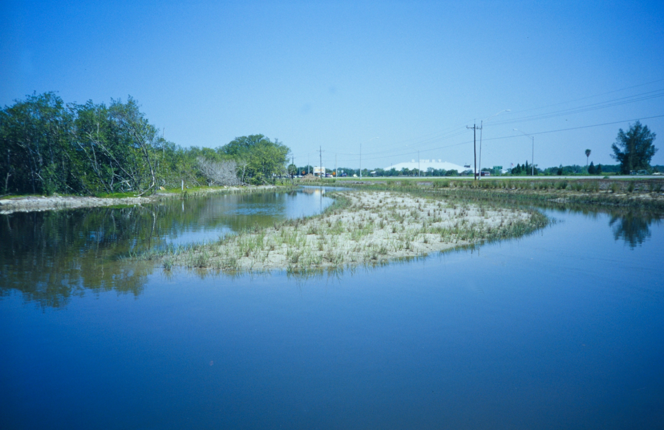 The planted area in the center of the island is one of the restoration sitesplanted using wetland nursery grown smooth cordgrass, Spartina alternifloraplants