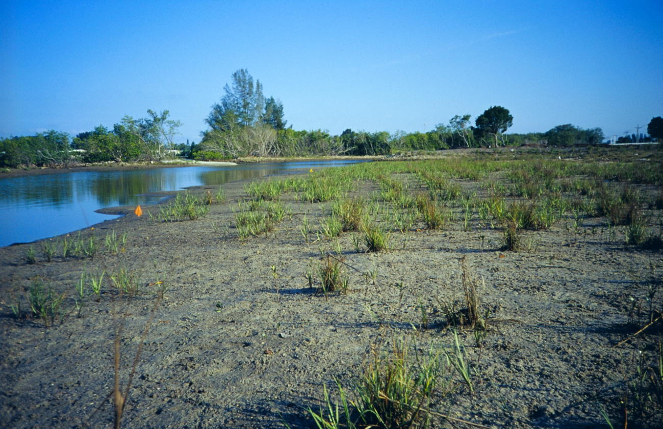 Before planting, the planting occurred seaward of the orange markers