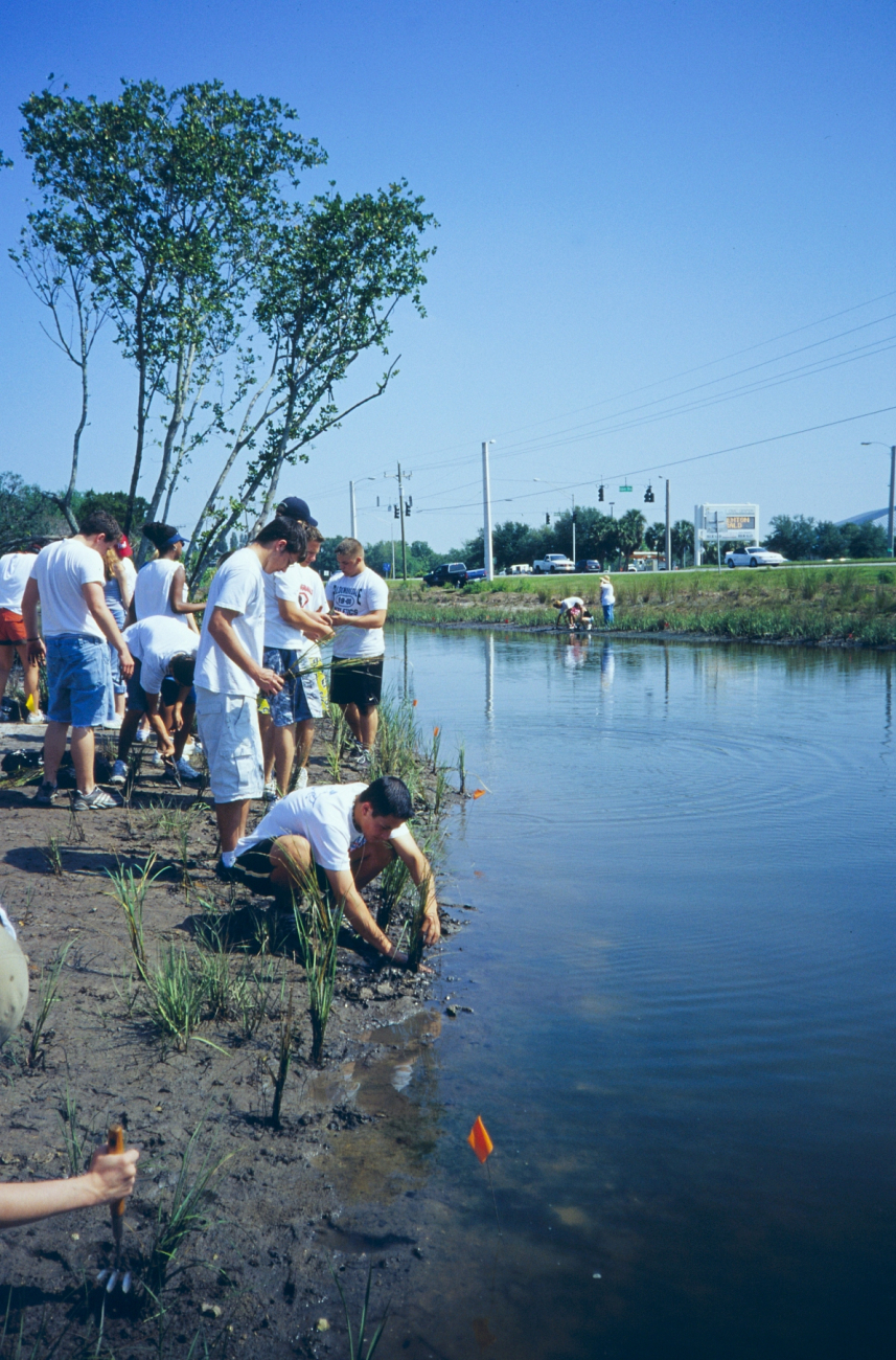 Volunteers plant at the water's edge out to the flags