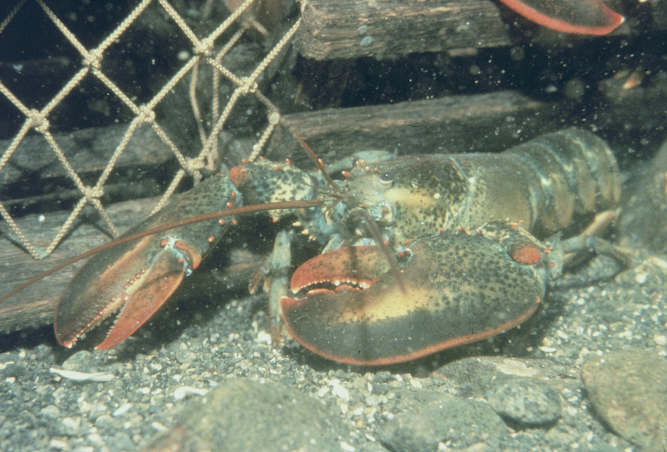 An adult, American lobster, Homarus americanus rests on the sea floor
