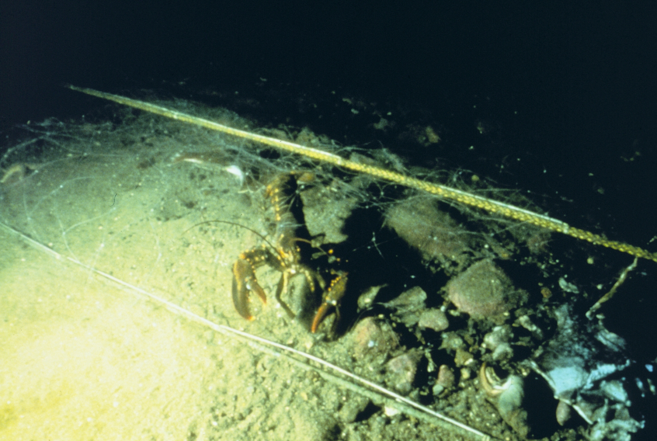 An American lobster, Homarus americanus at the site where cobble reefswere placed to provide habitat in Dutch Harbor