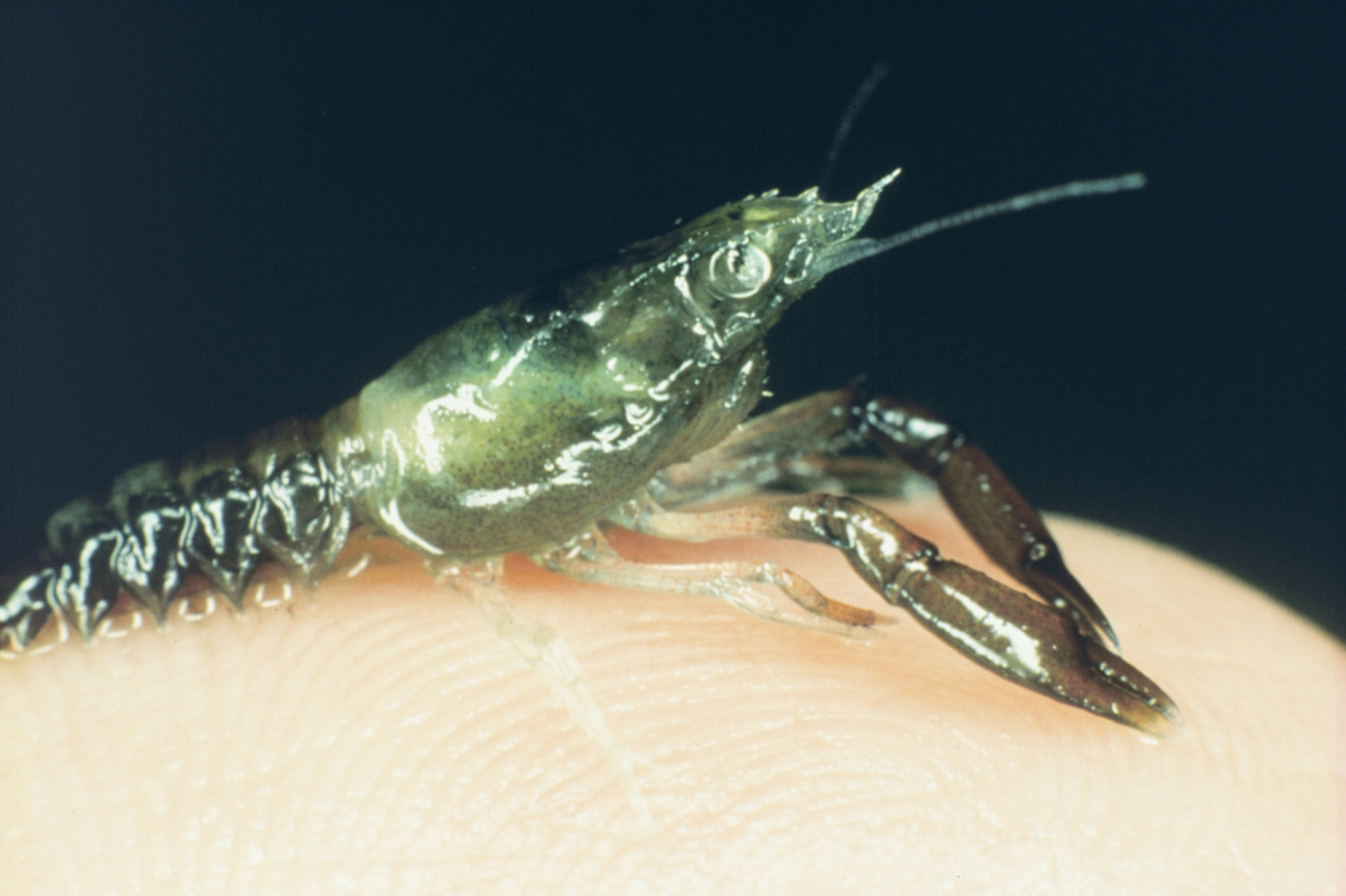 A baby American lobster perched on the finger of a scientist clearly illustratesthe approximate size of the hatchery reared lobsters that were placed on thecobble reefs