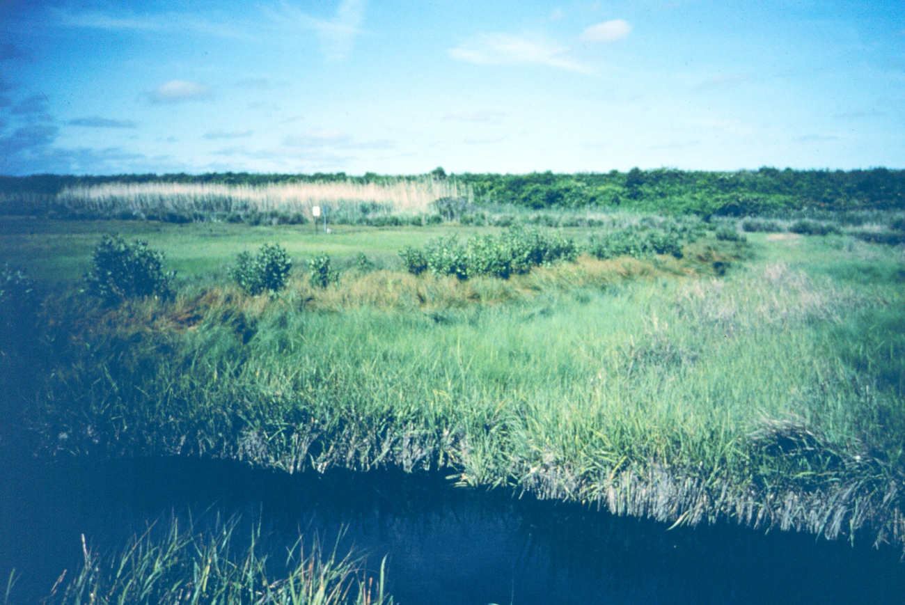 Sachuest Marsh, downstream looking at the unrestricted side of thehealthy marsh