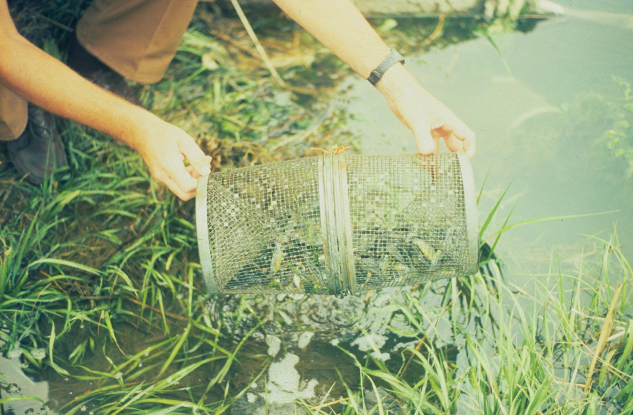 Sampling with a fish trap