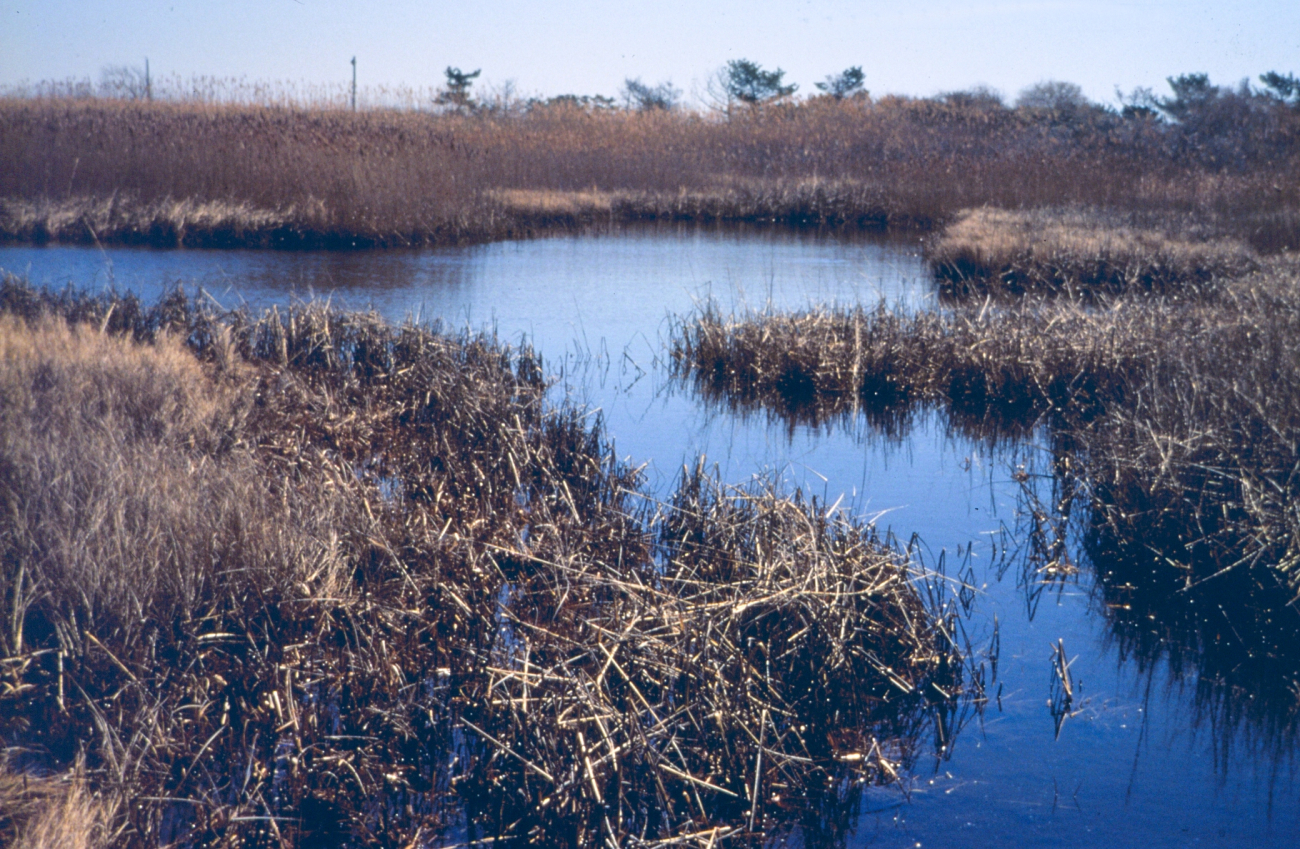 Just upstream of the culvert, on the restricted side of the marsh, showingthe remnant healthy side of the marsh, fall or winter