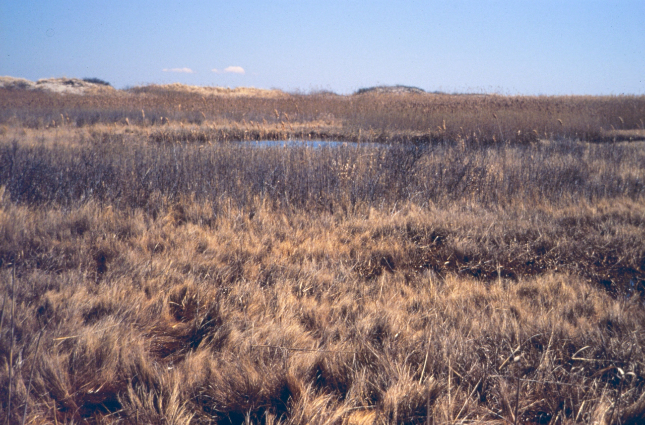 Looking upstream at the restricted side of the Phragmites dominated marsh