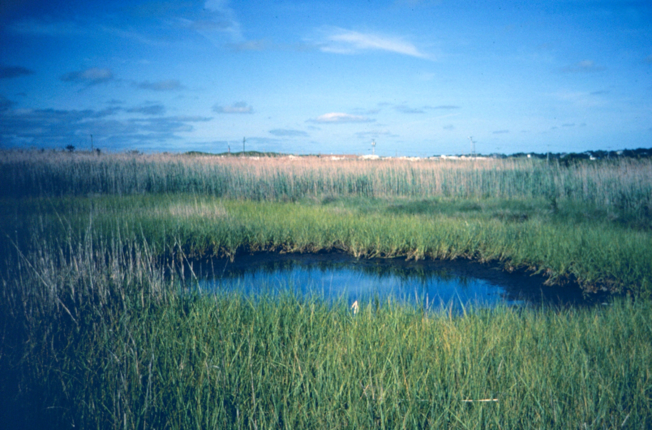 A small tide pool borders the marsh
