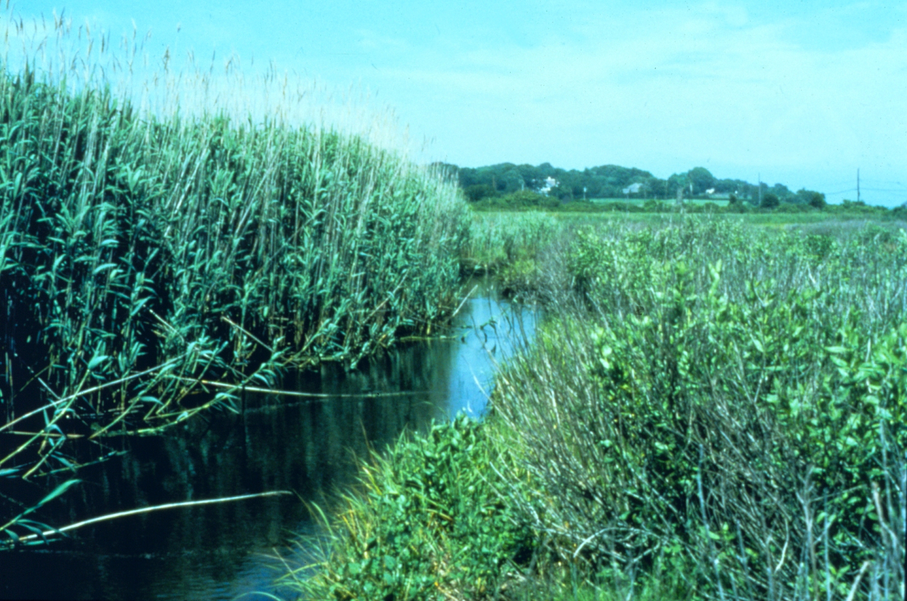 Sachuest Marsh, Phragmites at high tide