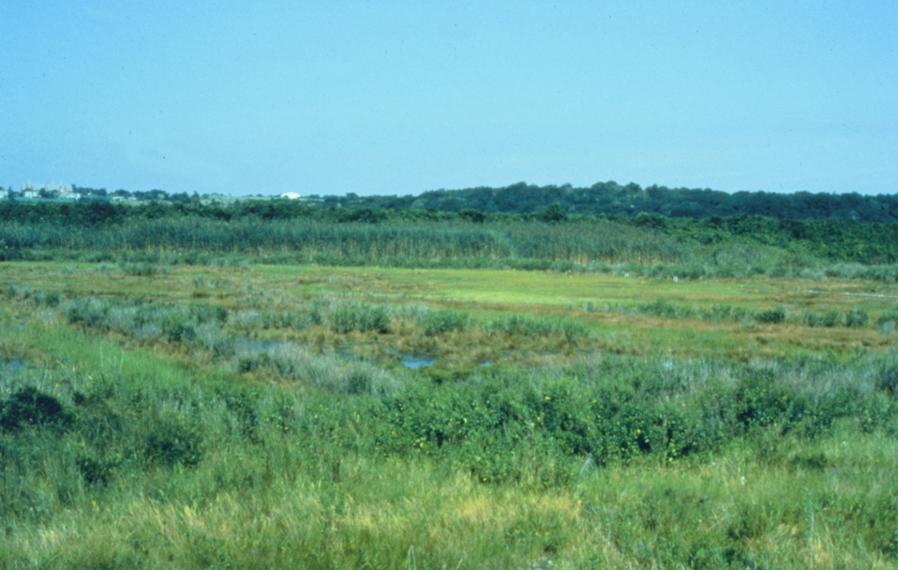 The healthy, undisturbed downstream portion of Sachuest Marsh