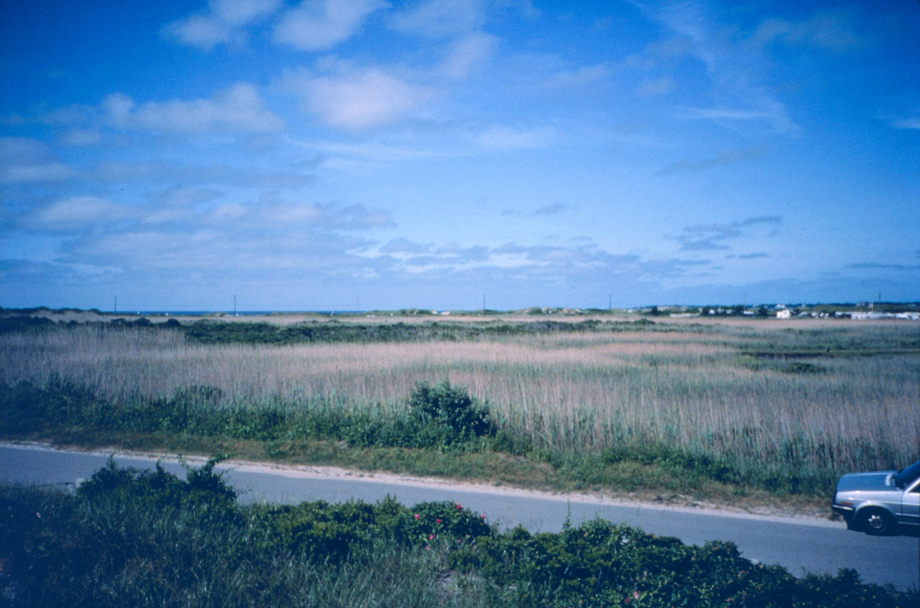 A Phragmites dominated area of Sachuest Marsh, pre restoration