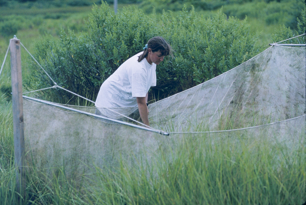 Mary Jane Pirri, a former NOAA scientist, monitors a lift net at the SachuestPoint Marsh