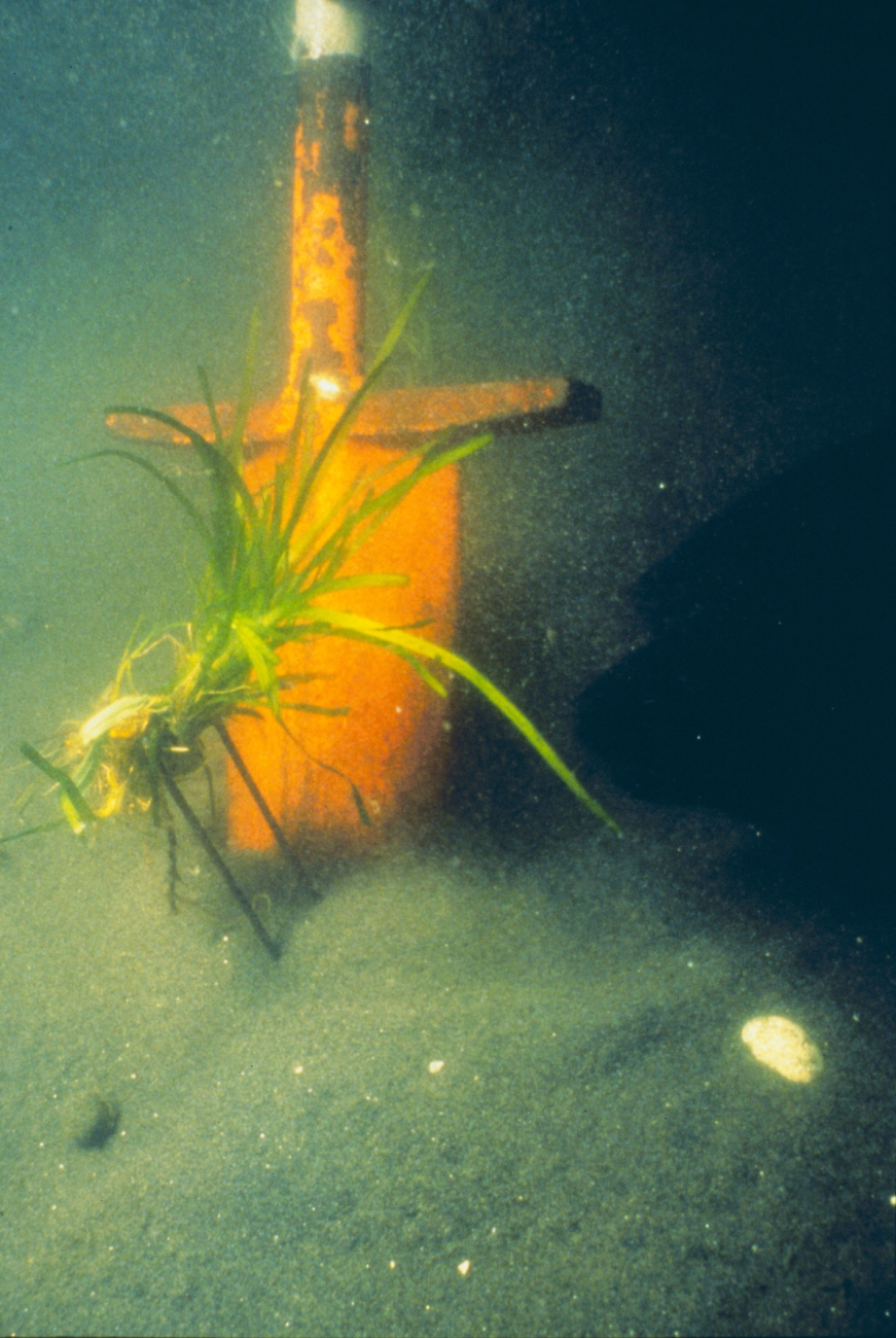 A plug of eelgrass, Zostera marina, shown just before it is transplanted