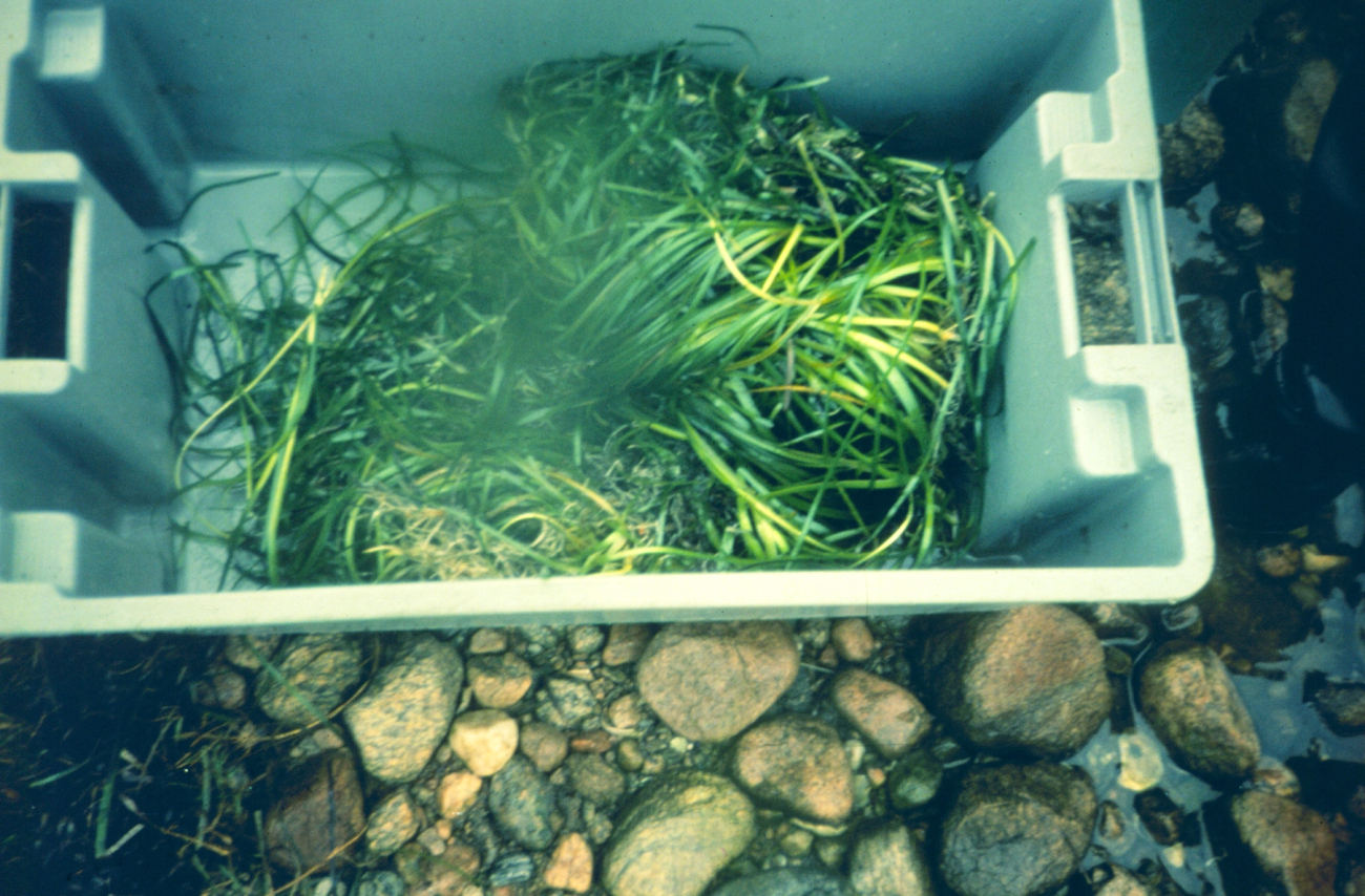 A tray of eelgrass turf and plugs ready for transplant