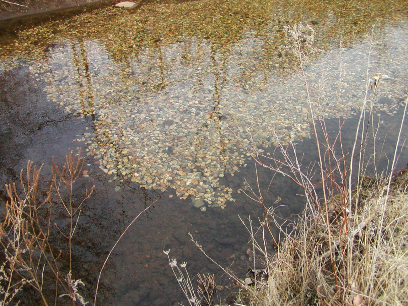 A close-up of a small size patch of new habitat