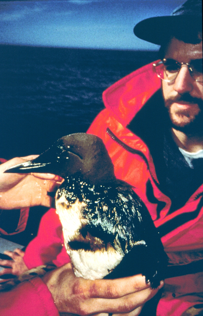 An oiled common murre
