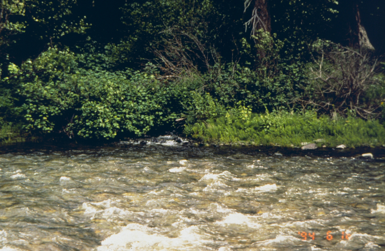 Panther Creek, an image of the stream that was affected by Blackbird Mine