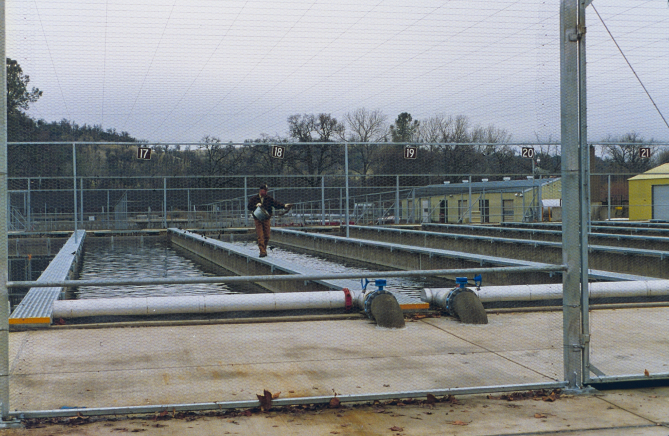 Coleman National Fish Hatchery, the raceways for rearing young salmon