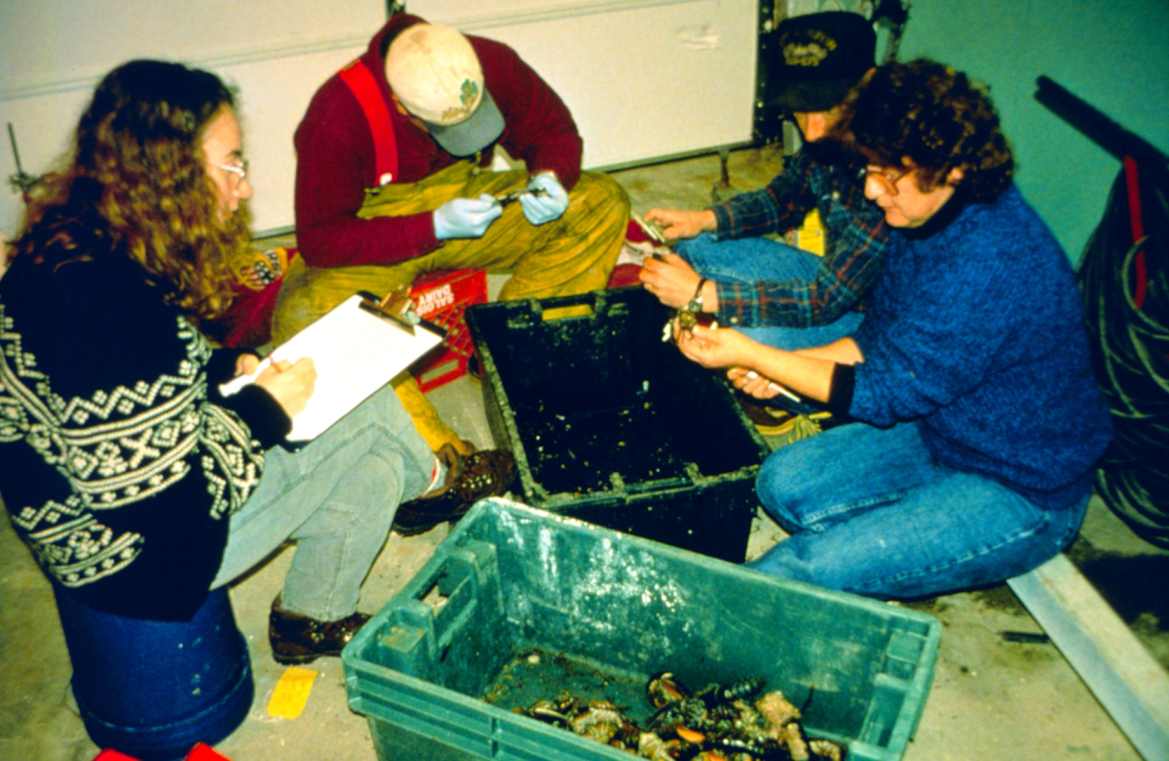 DEM biologists measure lobsters to determine size, frequency and distributionof dead lobsters