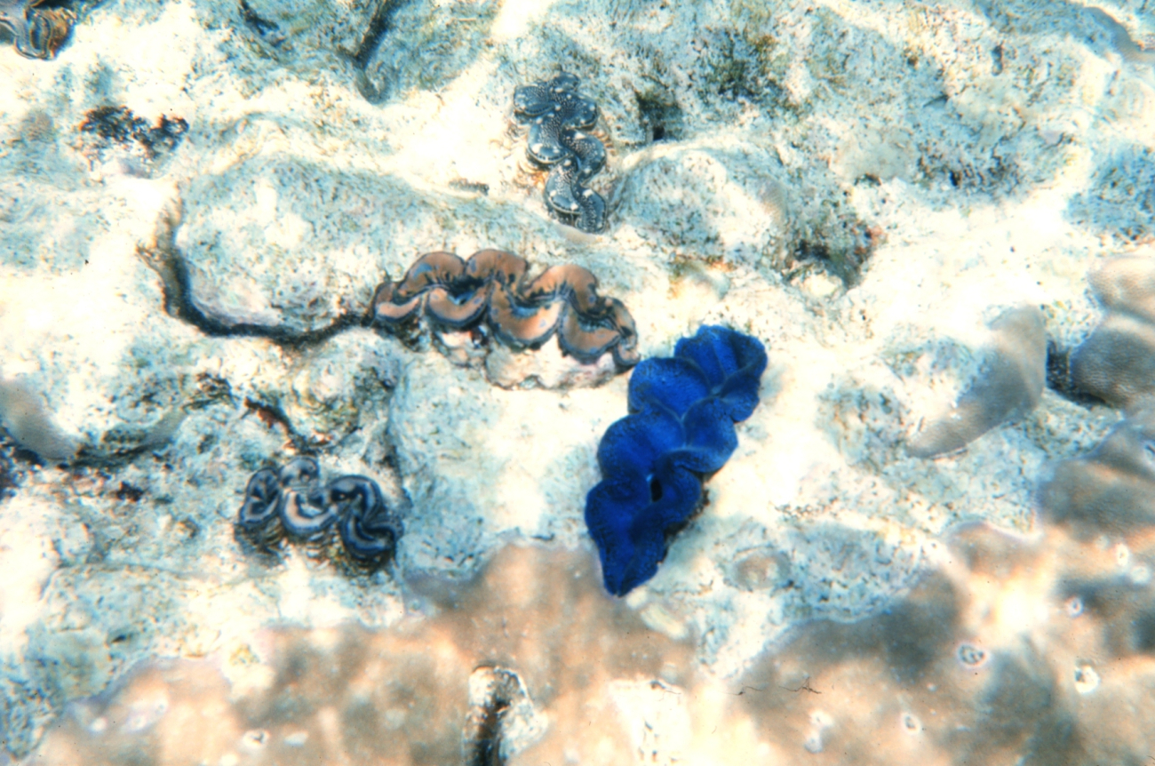 Tridacna Crocea - Giant clam embedded in coralDemonstrating variable zooxanthellae colorization in mantle
