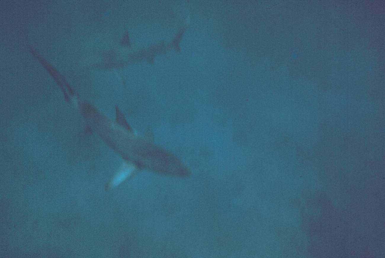 Diver's eyeview of loitering sharks - Carcharinus sp